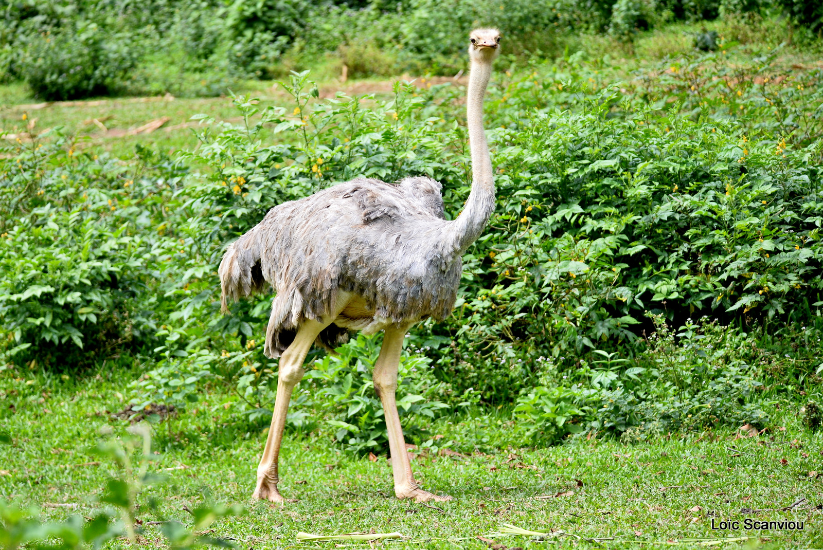 Autruche d'Afrique/Common Ostrich (1)