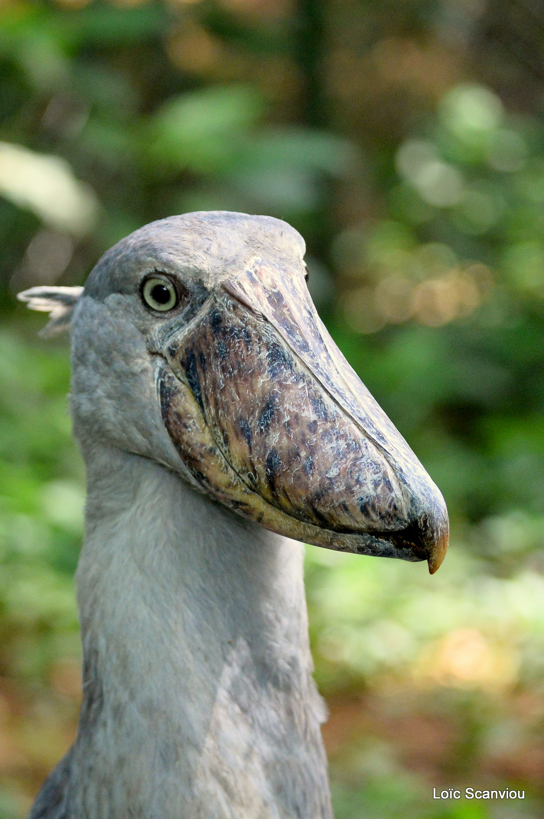 Bec-en-sabot/Shoebill (9)