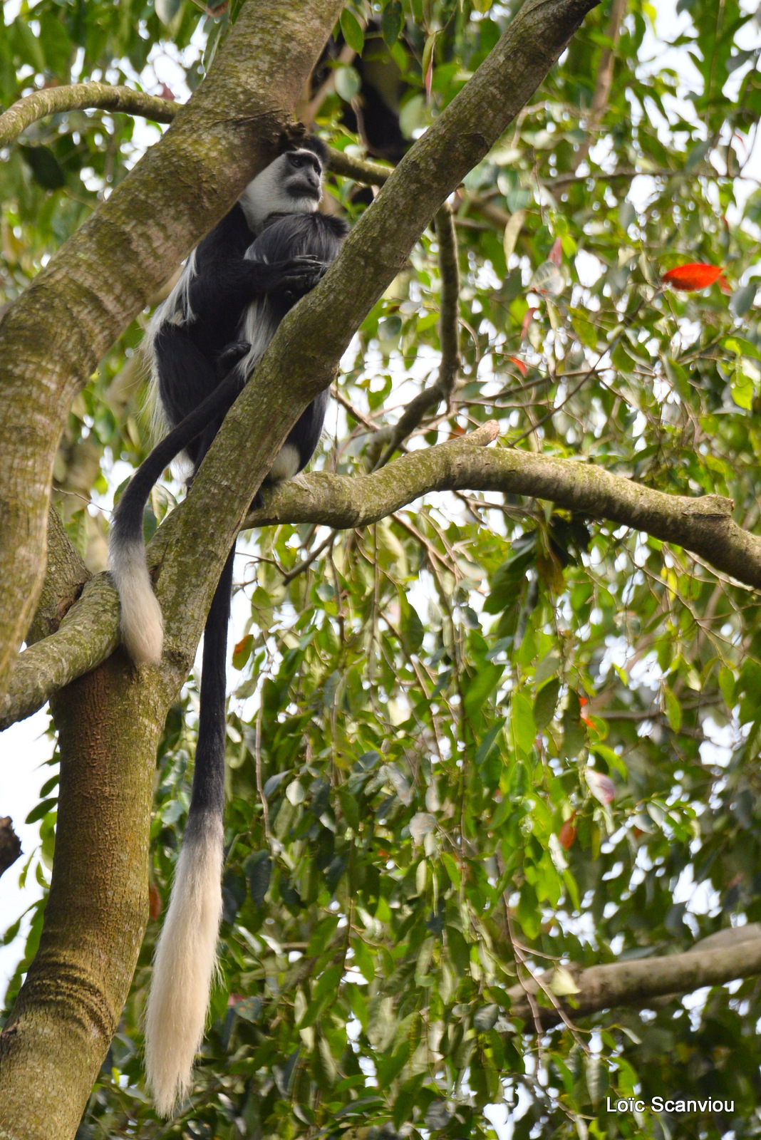 Colobe guéréza/Guereza Black and White Colobus (1)