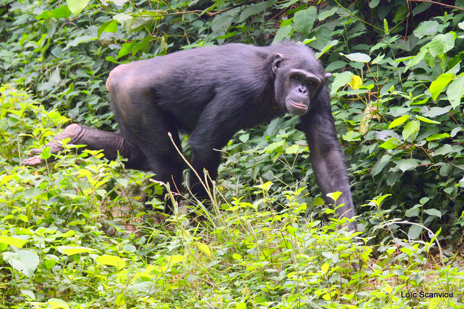 Chimpanzé/Chimpanzee (2)