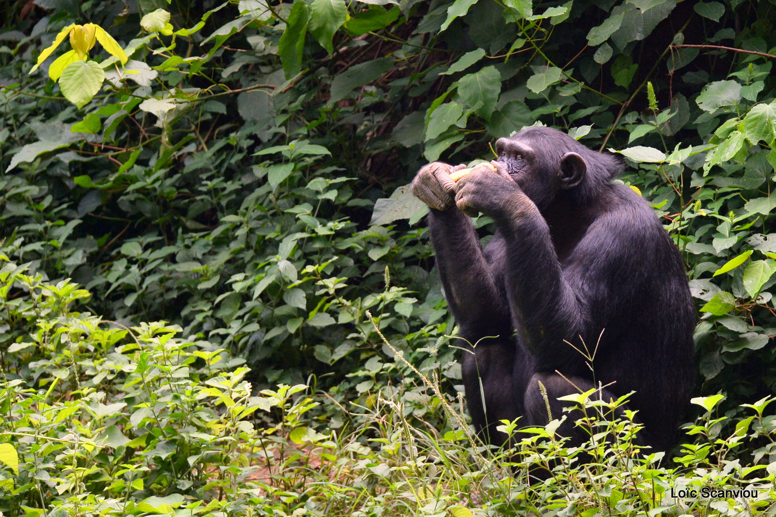 Chimpanzé/Chimpanzee (4)
