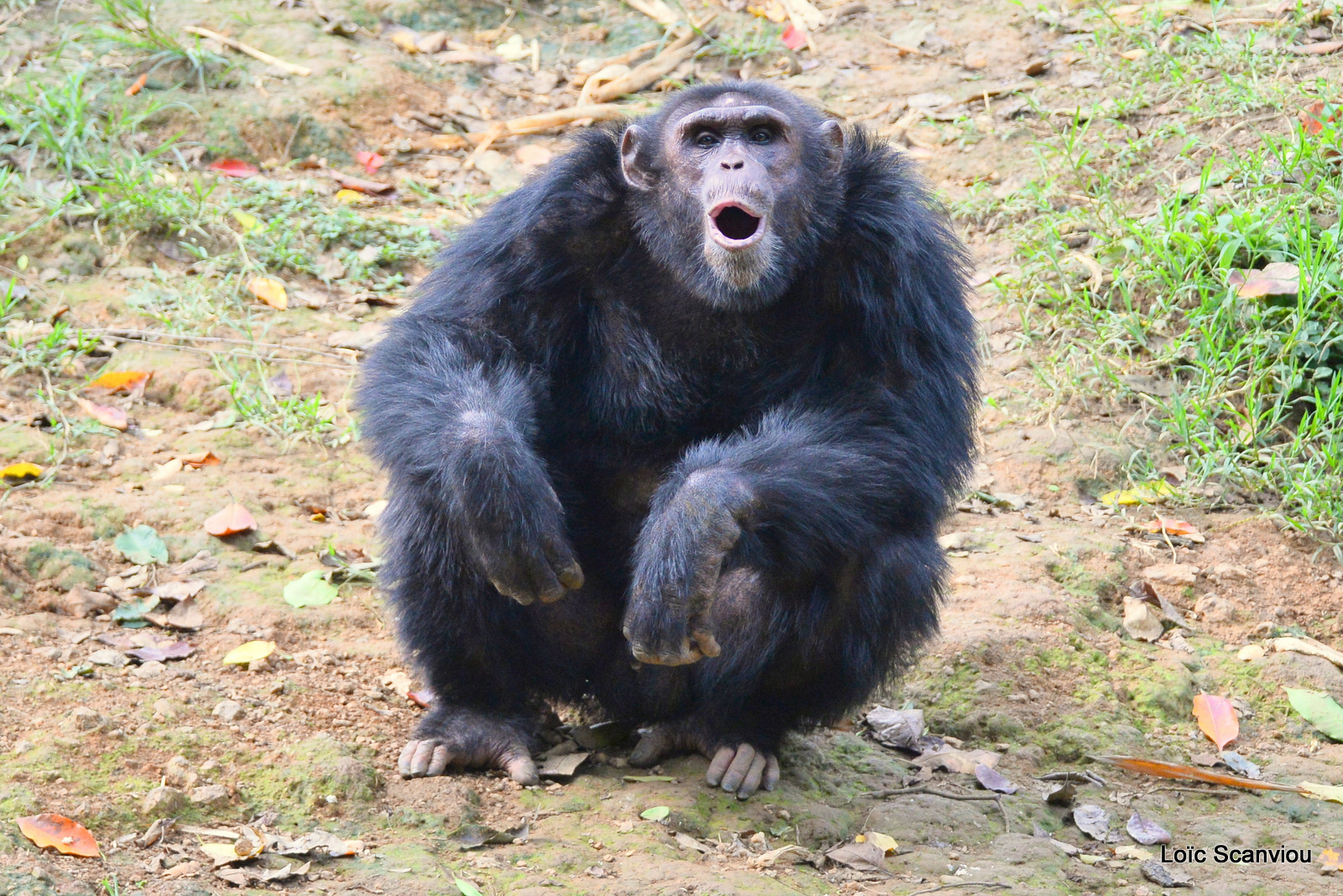 Chimpanzé/Chimpanzee (6)