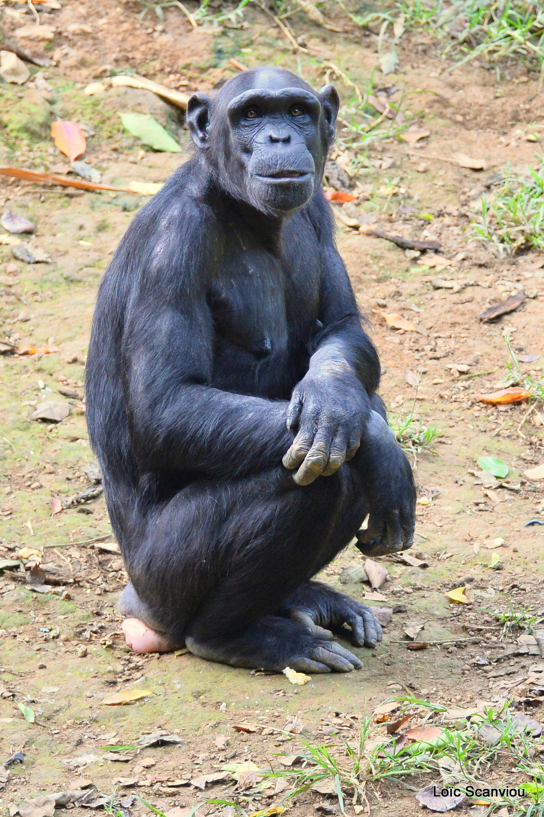 Chimpanzé/Chimpanzee (7)