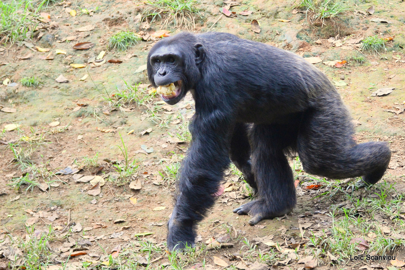 Chimpanzé/Chimpanzee (11)