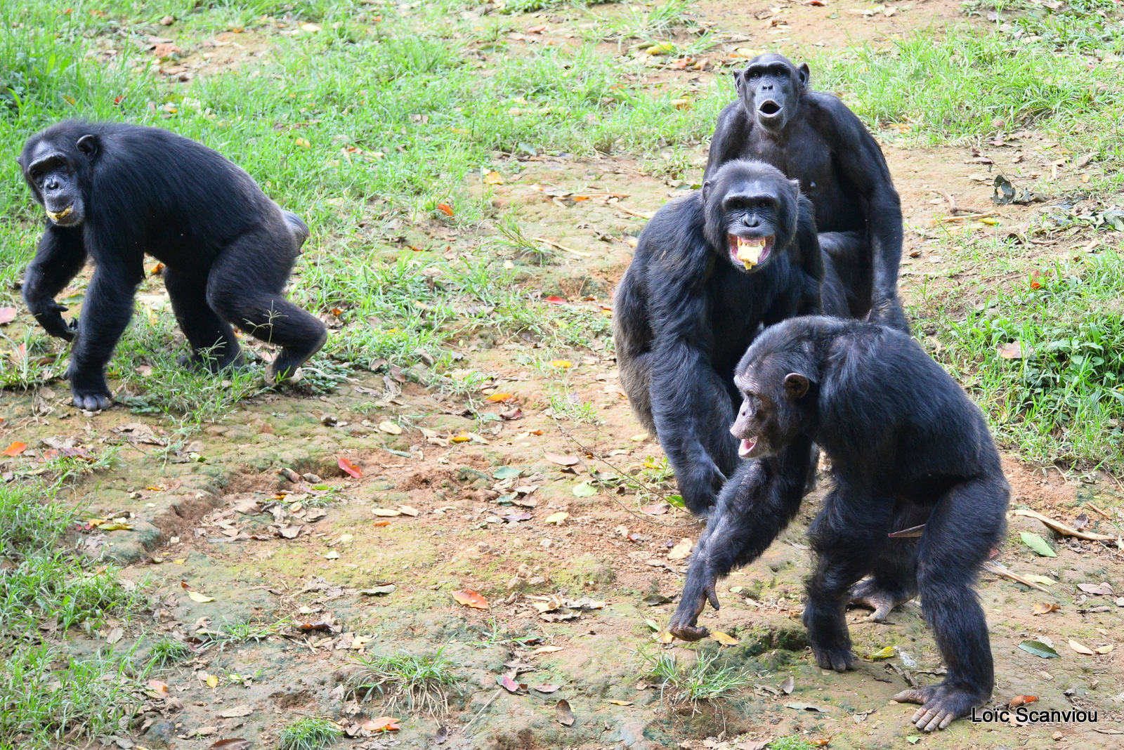 Chimpanzé/Chimpanzee (12)