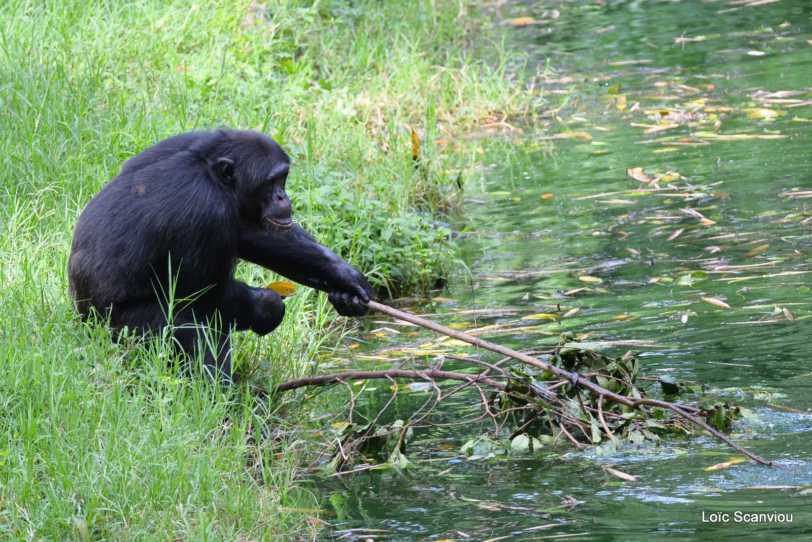 Chimpanzé/Chimpanzee (24)