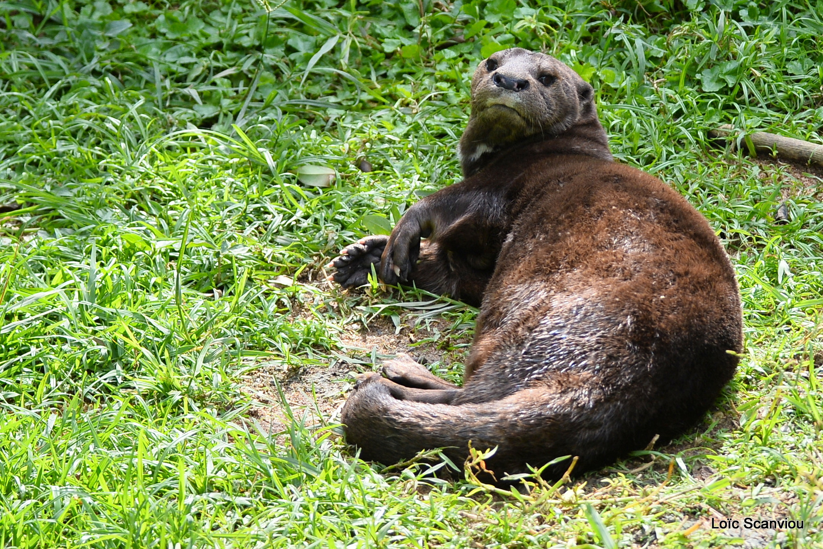 Loutre à cou tacheté/Spotted-necked Otter (1)