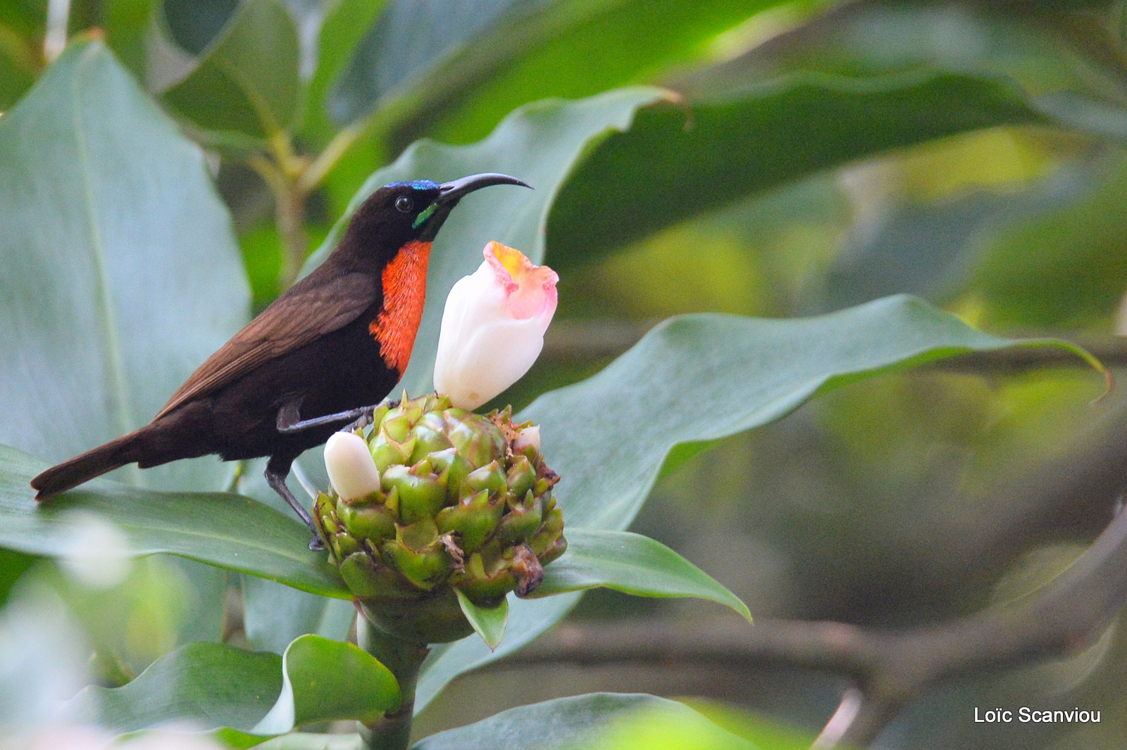 Souimanga à poitrine rouge/Scarlet-chested Sunbird (1)