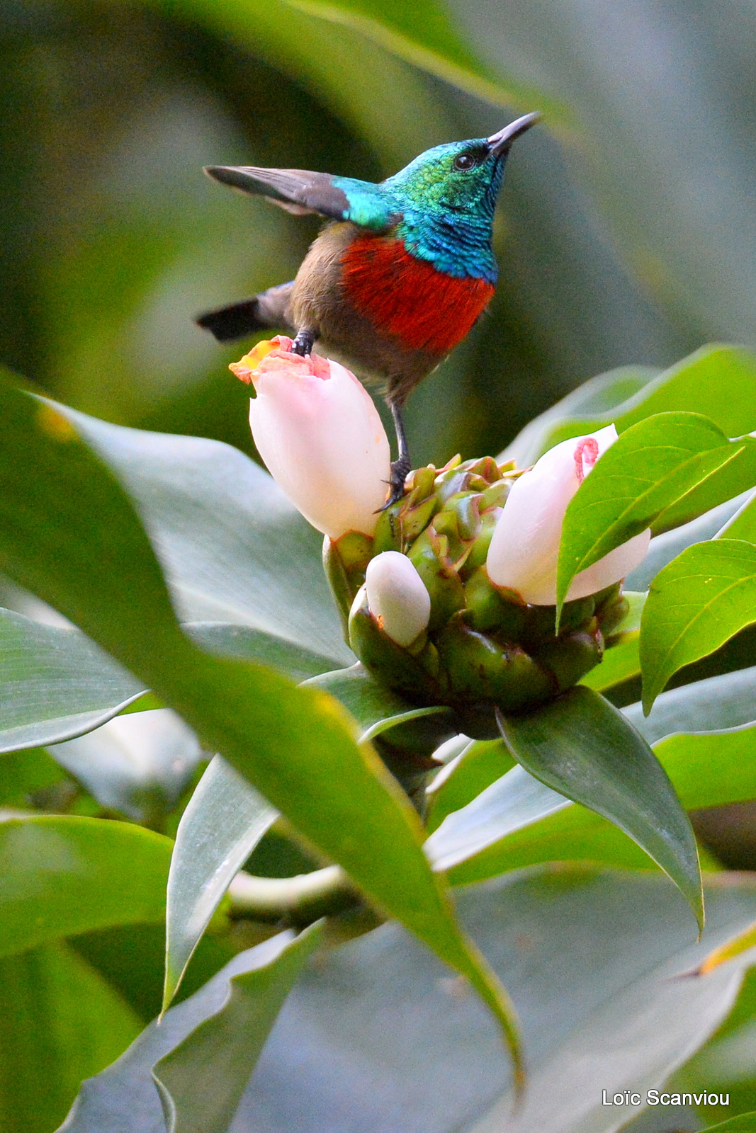 Souimanga à poitrine rouge/Scarlet-chested Sunbird (2)