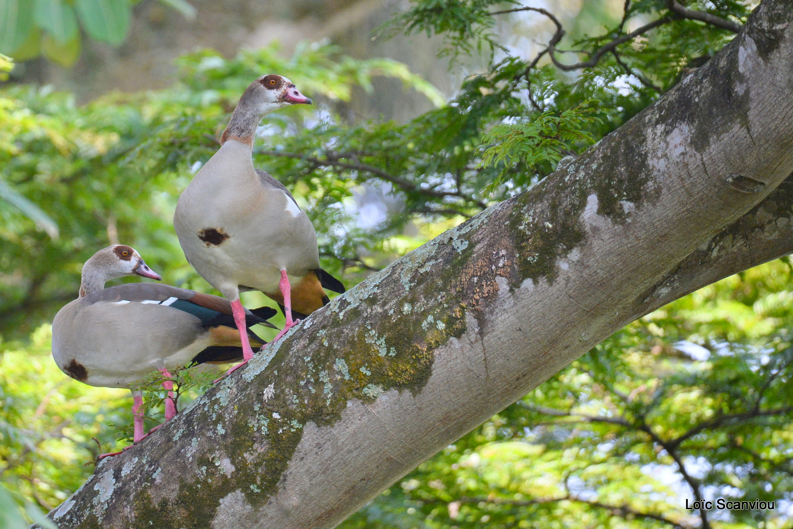 Ouette d'Egypte/Egyptian Goose (1)