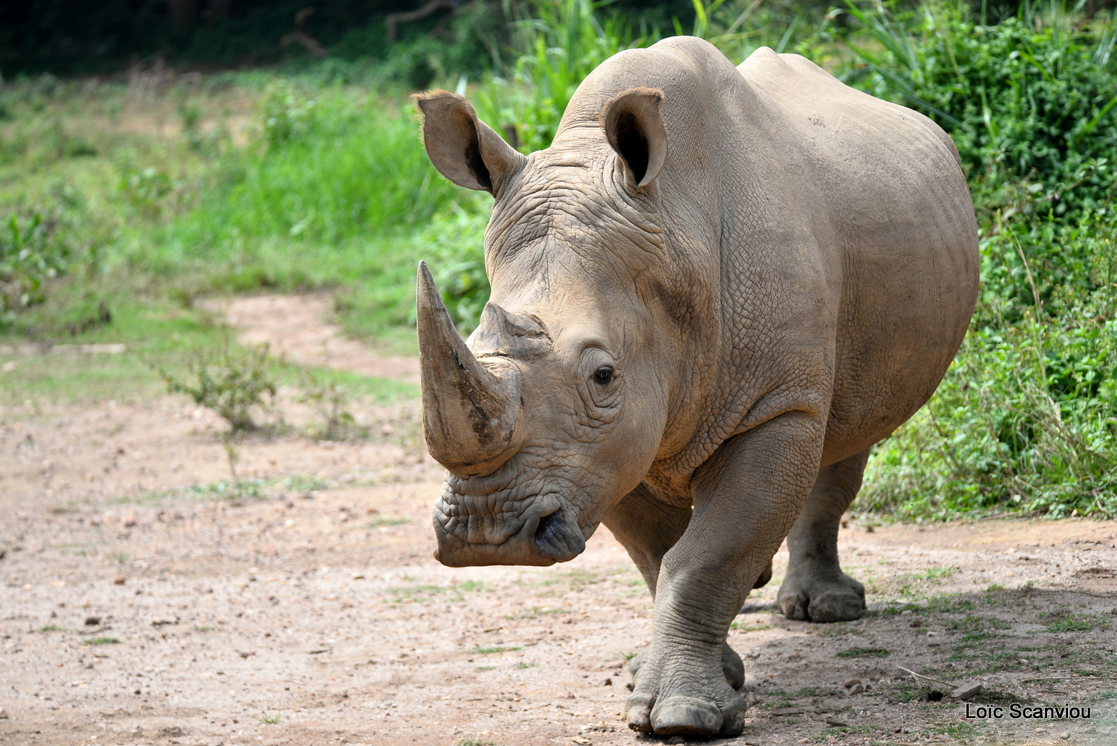 Rhinocéros blanc/White Rhinoceros (1)