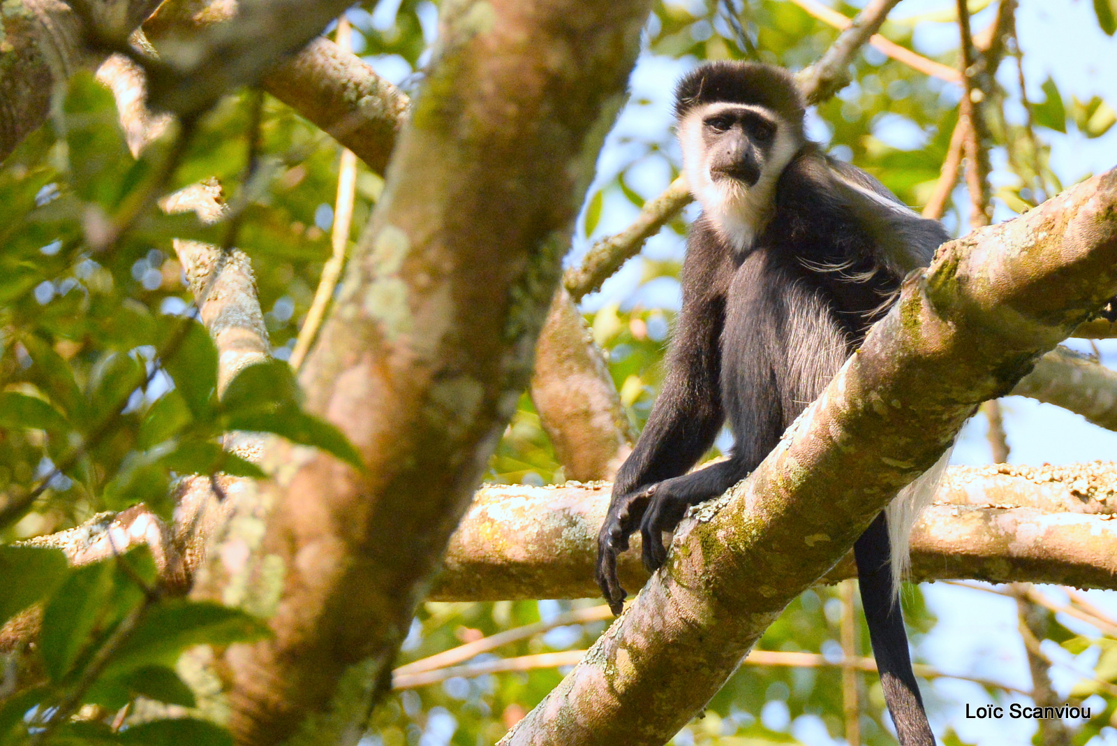 Colobe guéréza/Guereza Black and White Colobus (2)