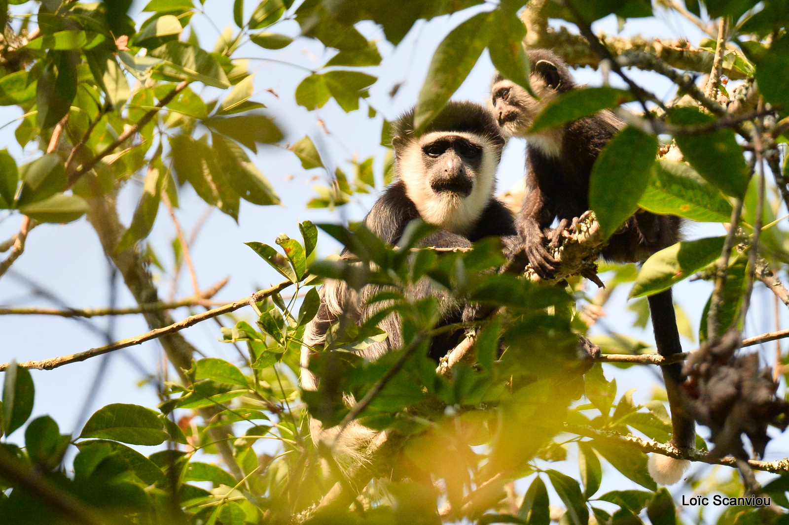 Colobe guéréza/Guereza Black and White Colobus (4)