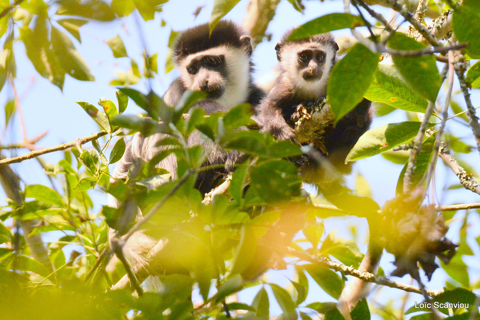 Colobe guéréza/Guereza Black and White Colobus (5)