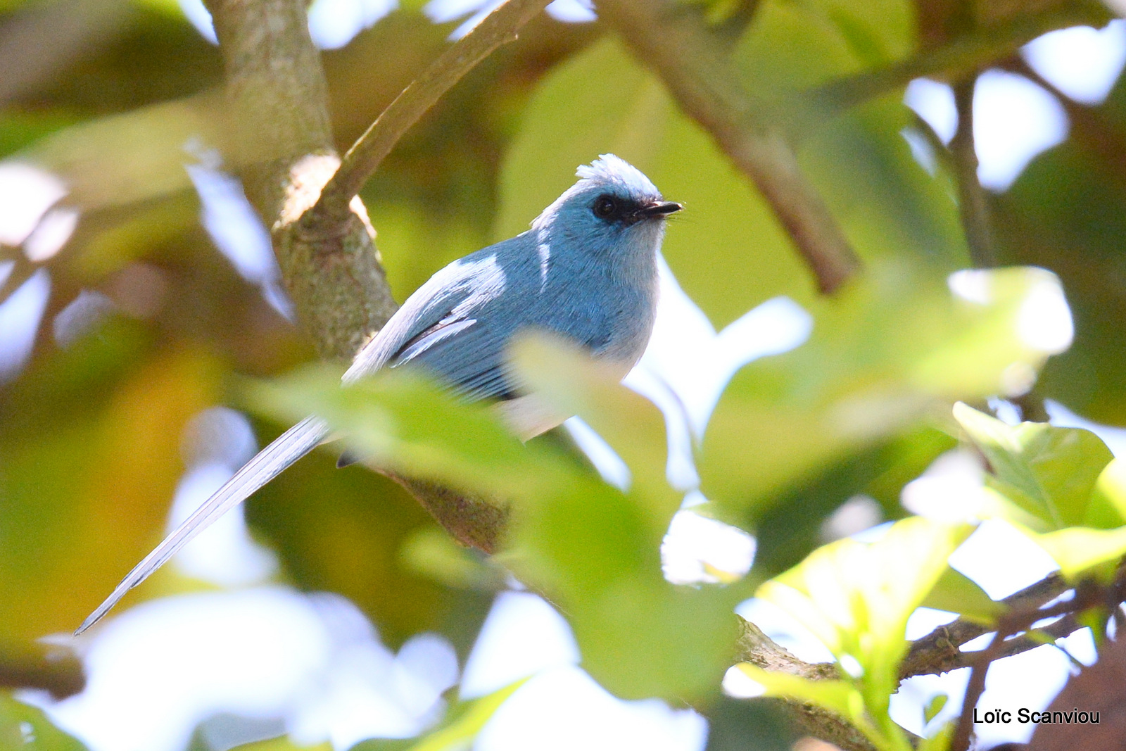 Elminie bleue/African Blue-Flycatcher (1)