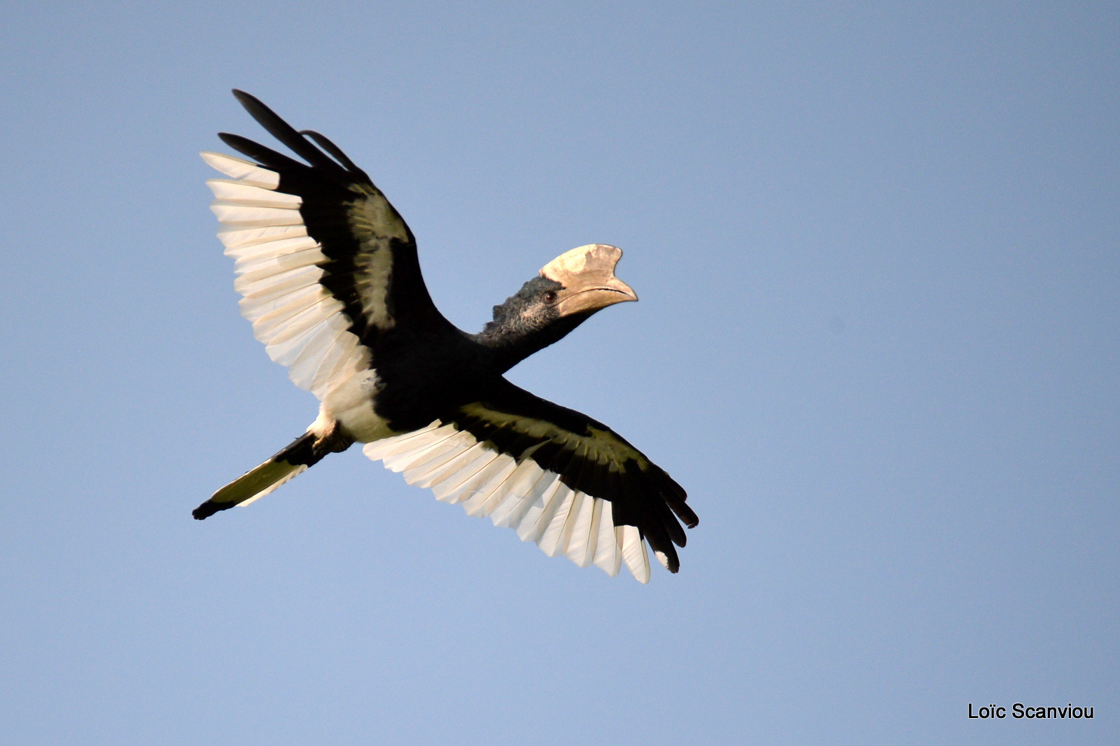 Calao à joues grises/Black and white-casqued Hornbill (1)