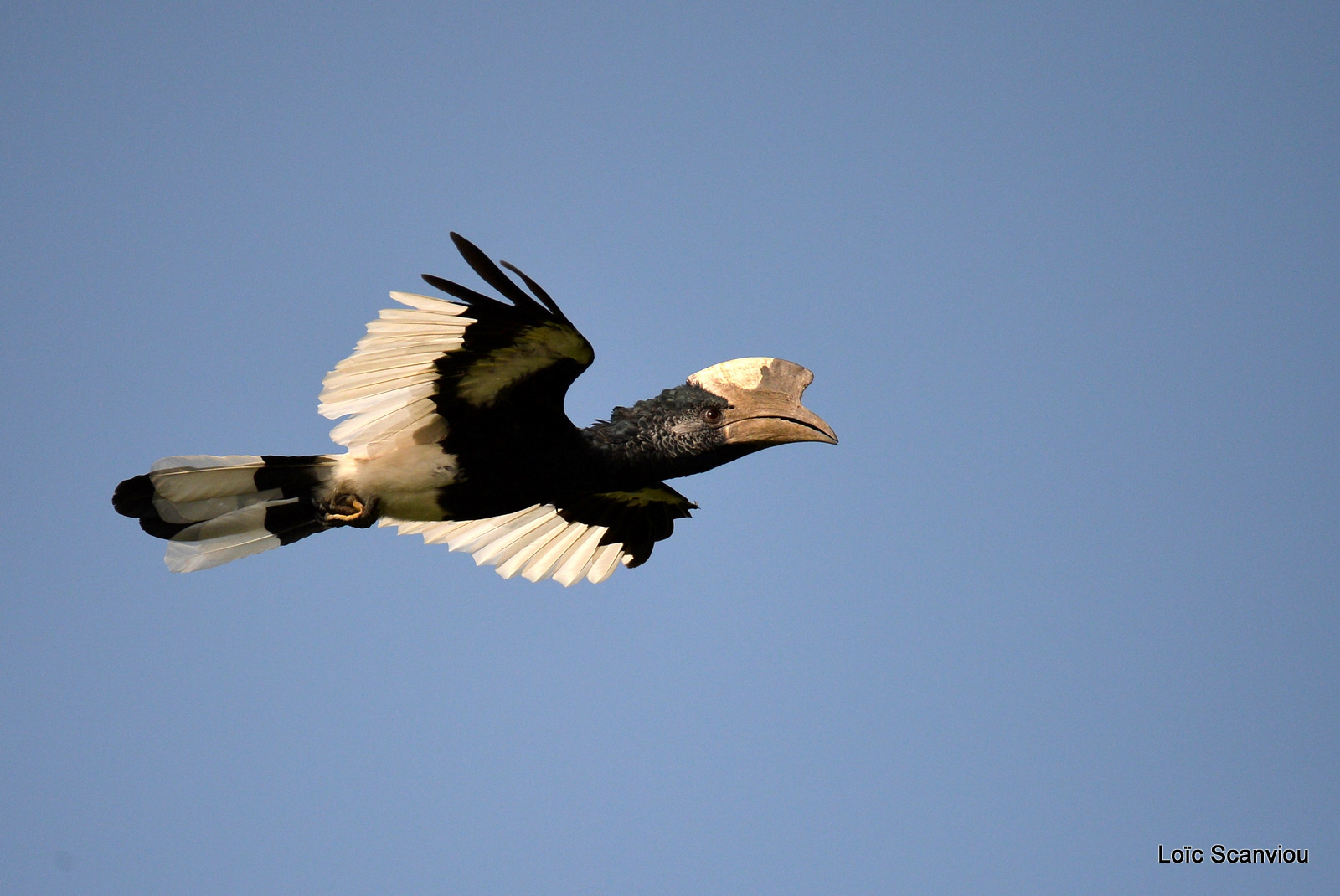 Calao à joues grises/Black and white-casqued Hornbill (2)