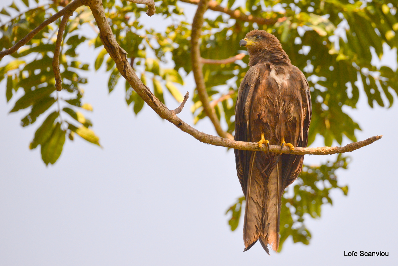 Milan noir/Black Kite (1)