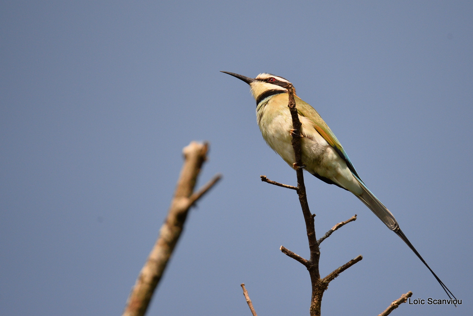 Guêpier à gorge blanche/White-throated Bee-eater (1)