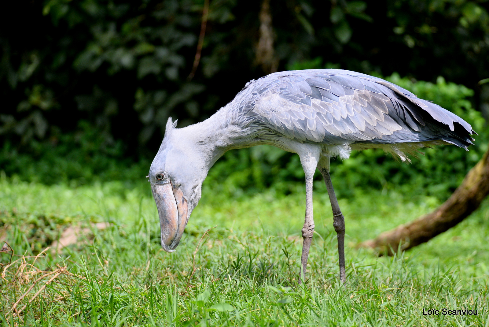 Bec-en-sabot/Shoebill (1)