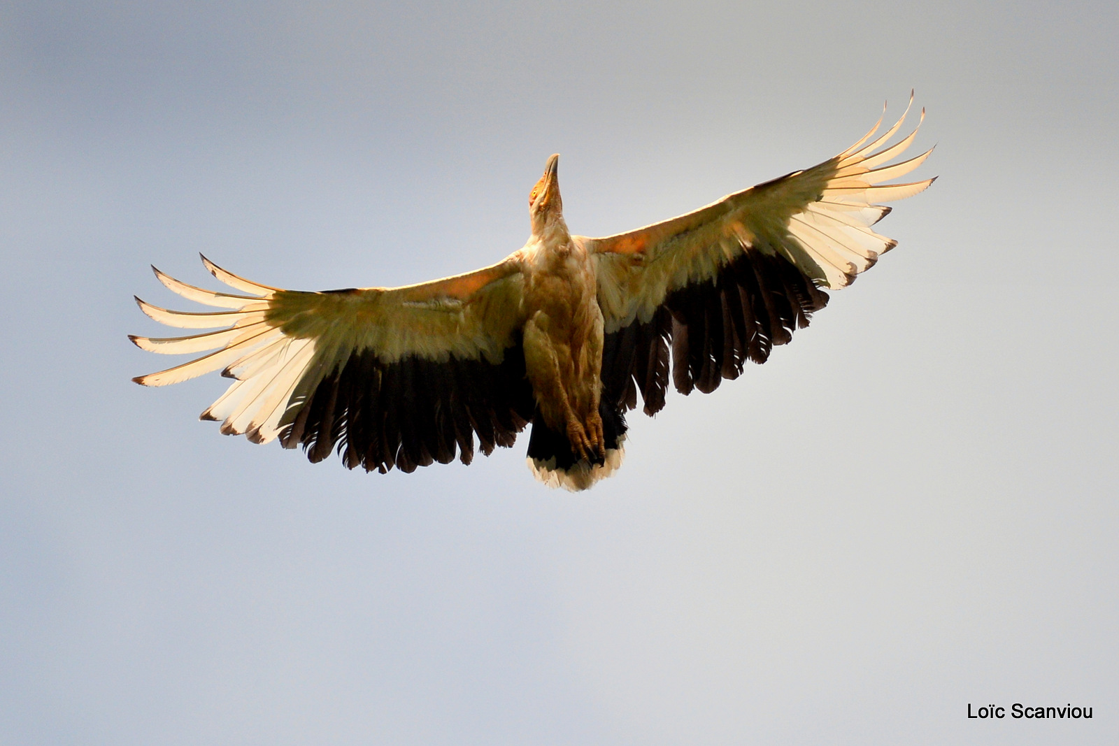 Palmiste africain/Palm-nut Vulture (1)