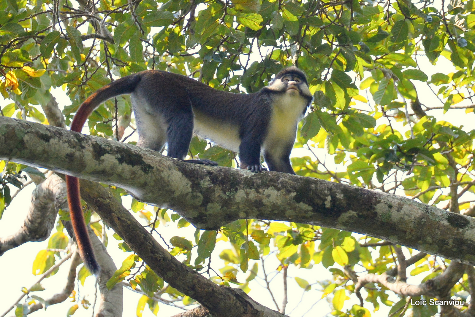 Cercopithèque ascagne/Red-tailed Monkey (1)