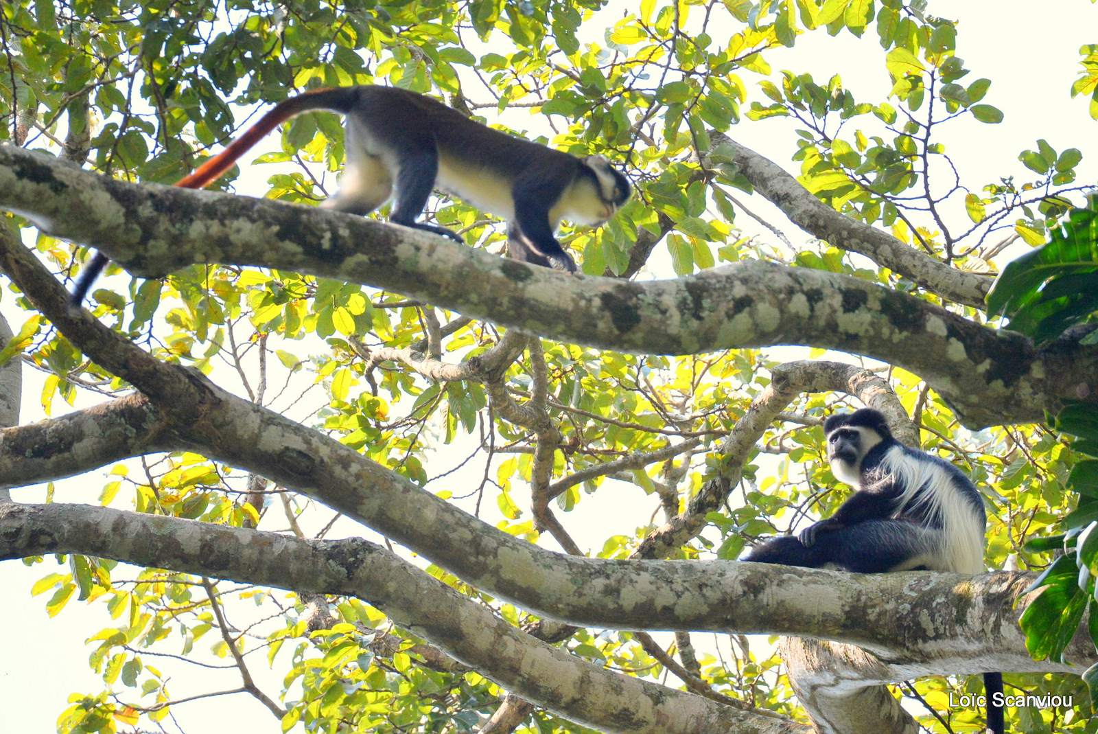 Cercopithèque ascagne/Red-tailed Monkey (2)