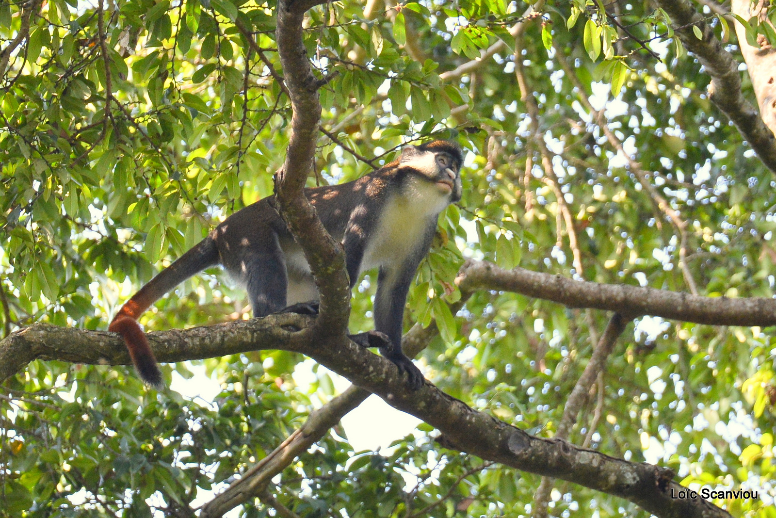 Cercopithèque ascagne/Red-tailed Monkey (3)