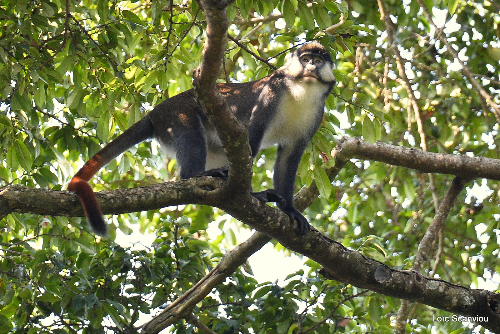 Cercopithèque ascagne/Red-tailed Monkey (4)