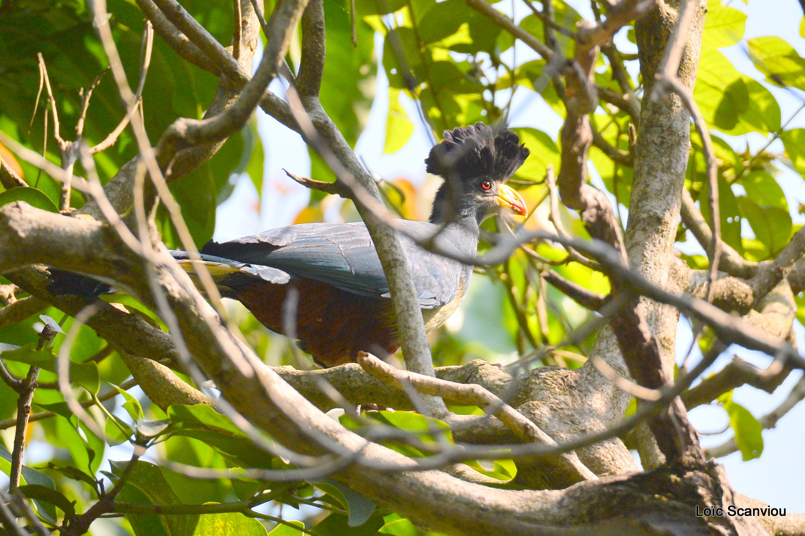 Touraco géant/Great Blue Turaco (1)