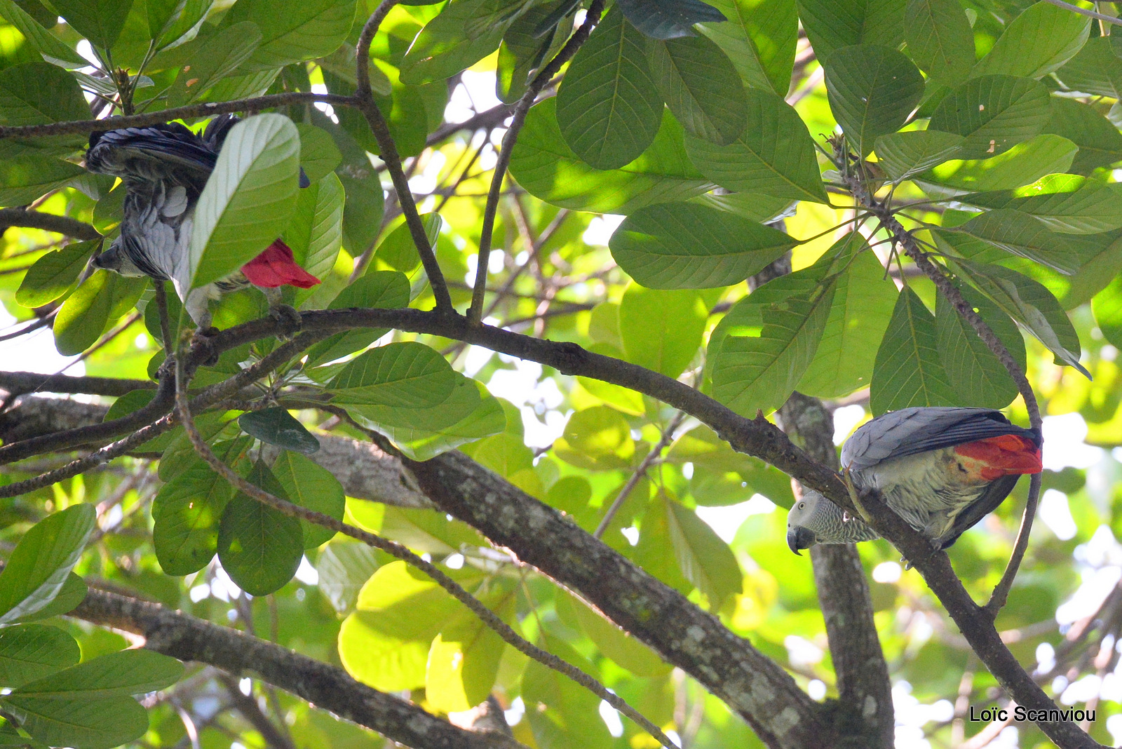 Perroquet jaco/Grey Parrot (2)