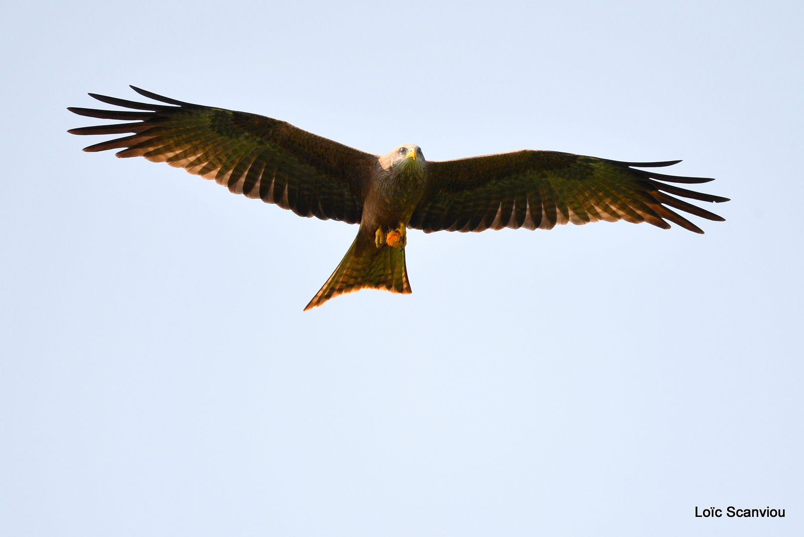 Milan noir/Black Kite (2)