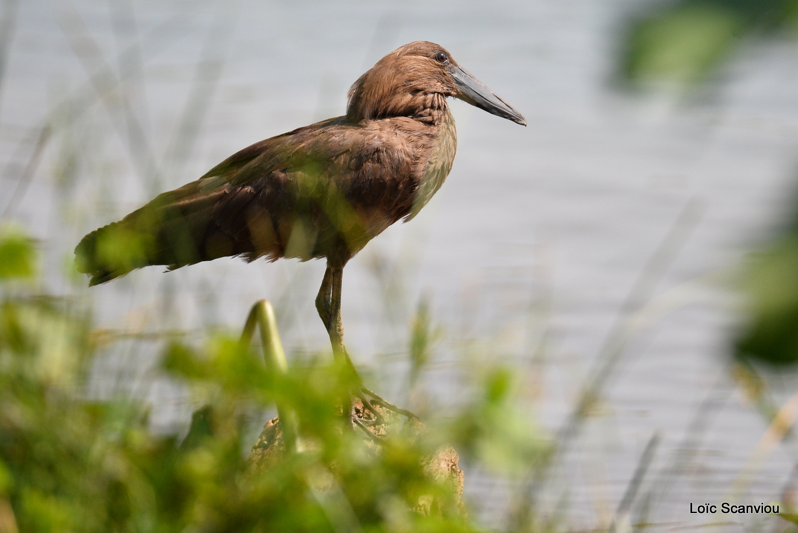 Ombrette/Hamerkop (1)