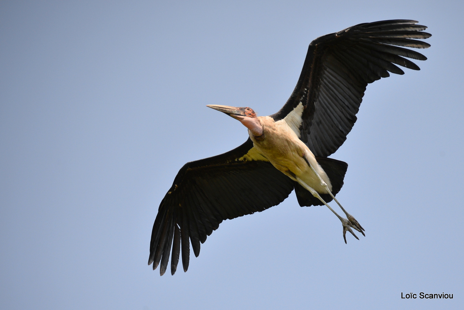 Marabout/Marabou Stork (1)