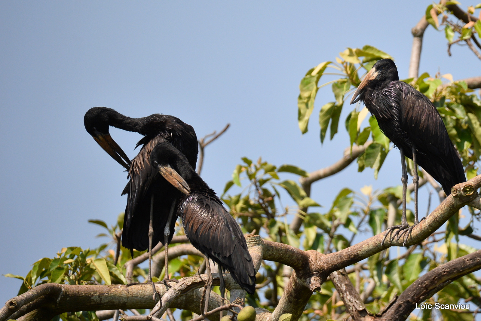 Bec-ouvert africain/African open-billed Stork (1)