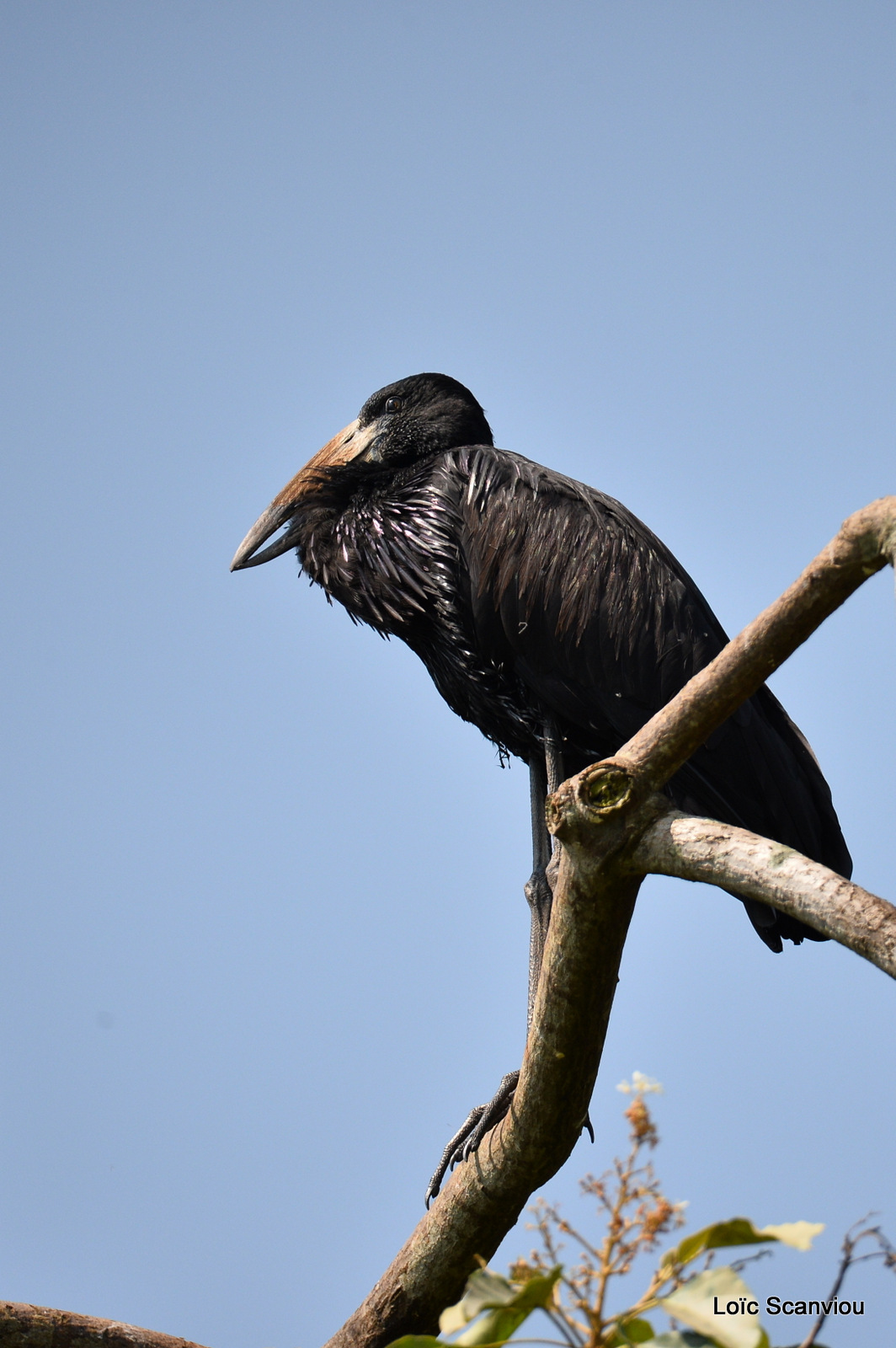 Bec-ouvert africain/African open-billed Stork (2)