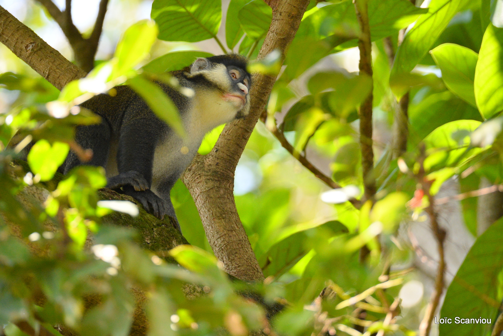 Cercopithèque ascagne/Red-tailed Monkey (5)