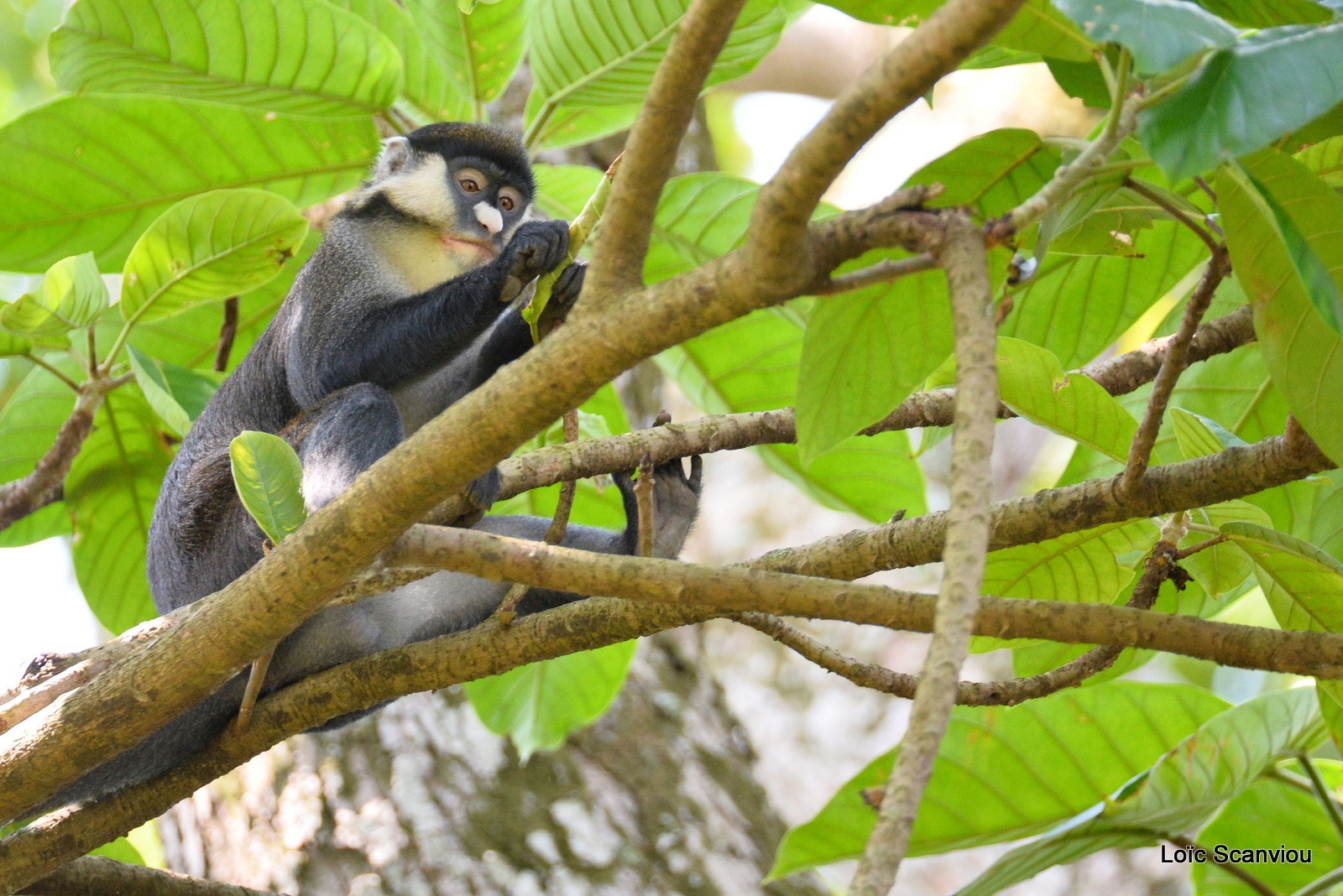 Cercopithèque ascagne/Red-tailed Monkey (6)