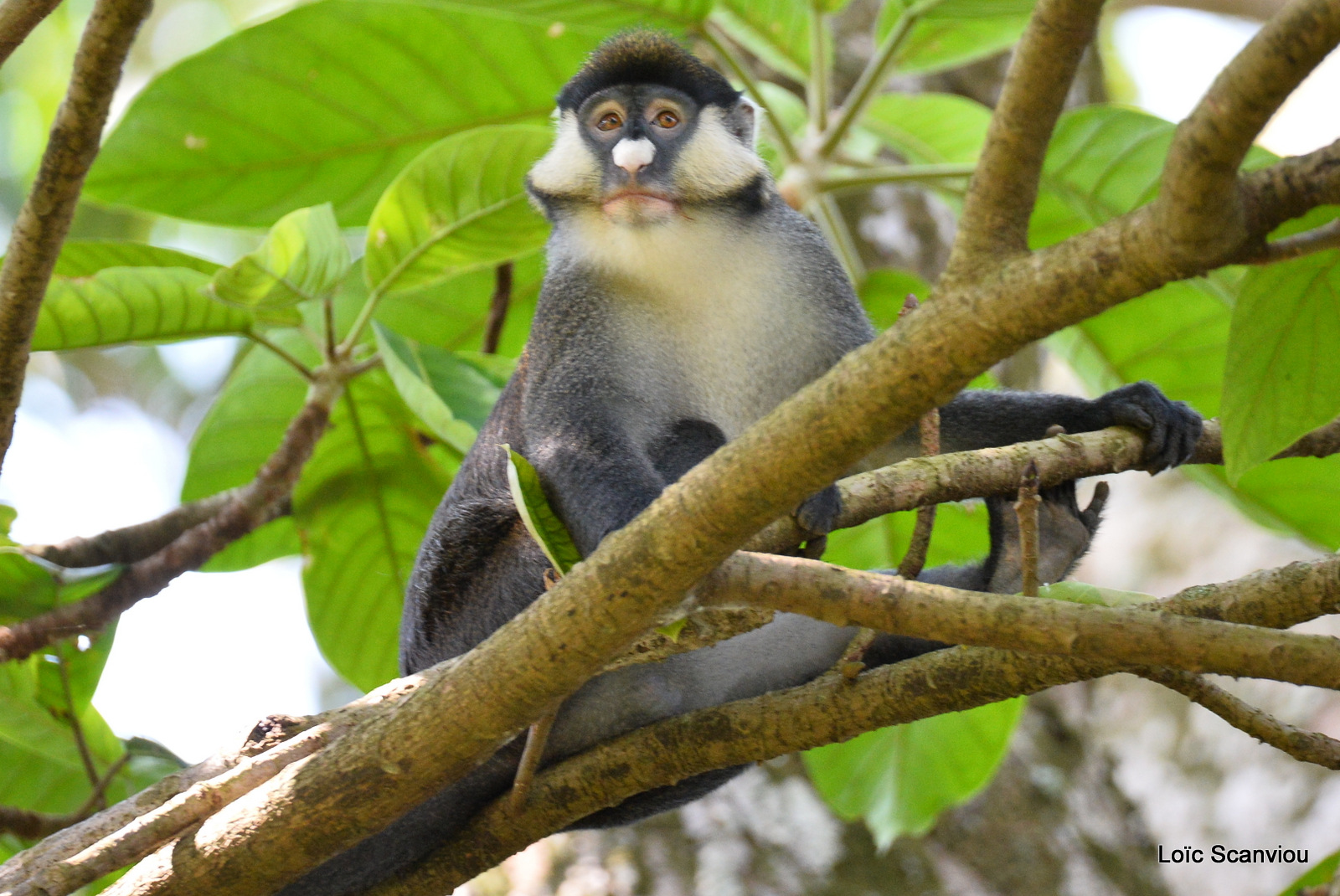 Cercopithèque ascagne/Red-tailed Monkey (7)