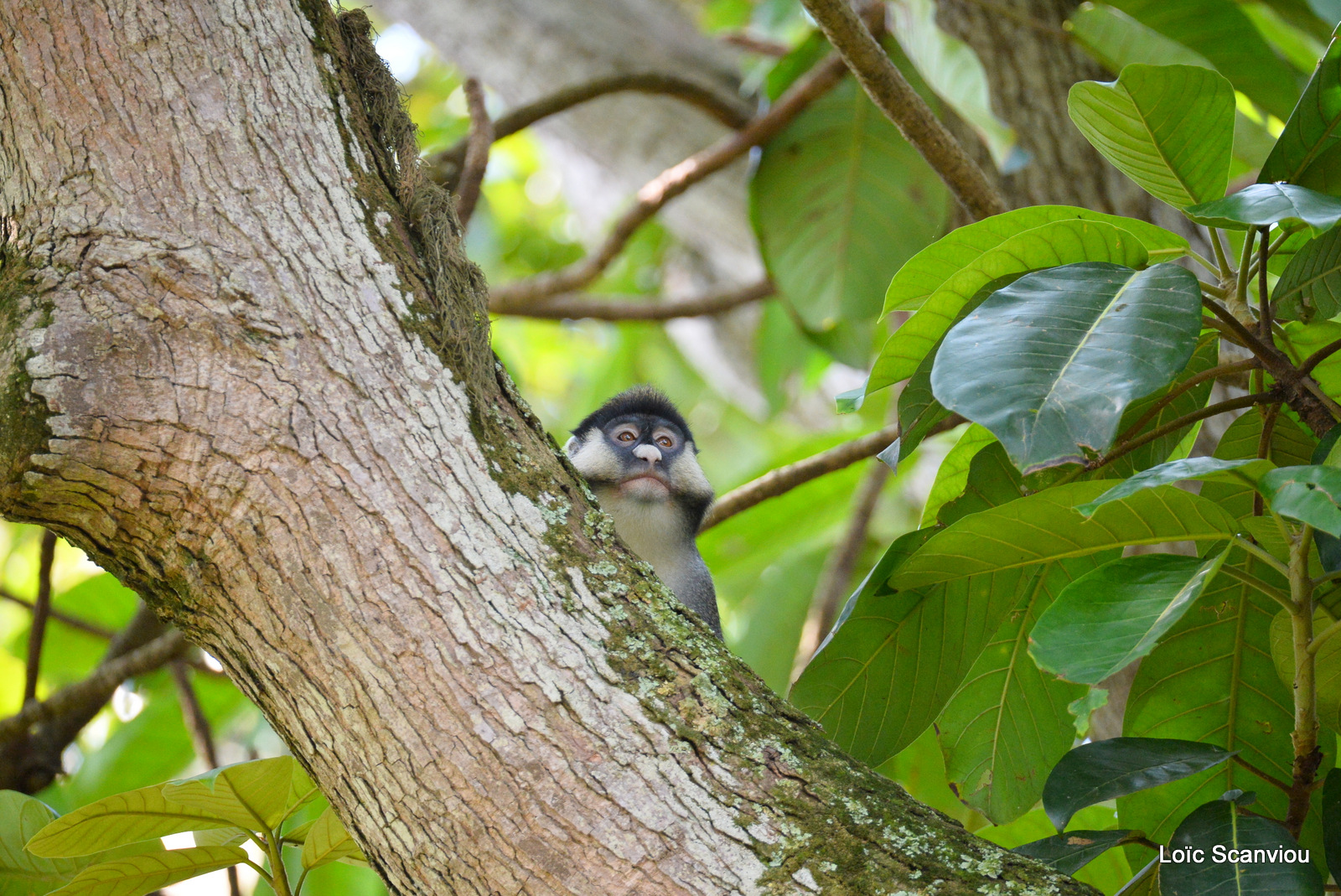 Cercopithèque ascagne/Red-tailed Monkey (8)