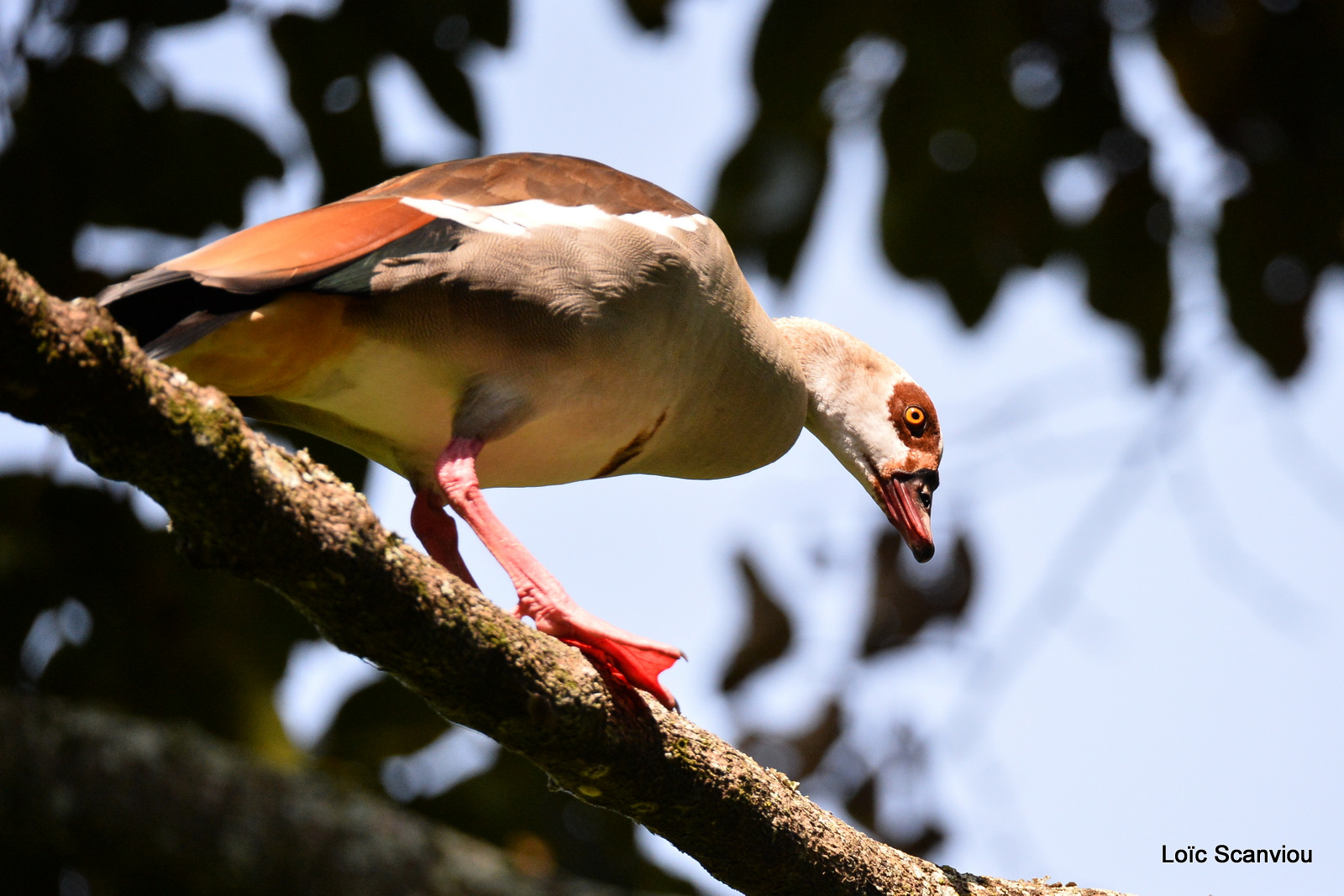 Ouette d'Egypte/Egyptian Goose (2)
