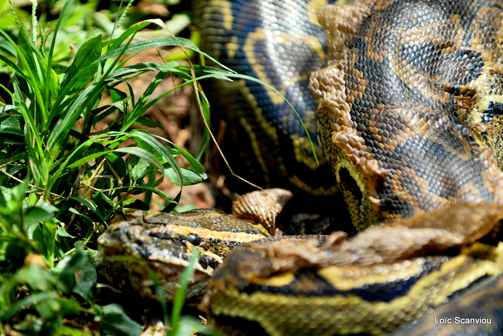 Python de Seba/African Rock Python (1)