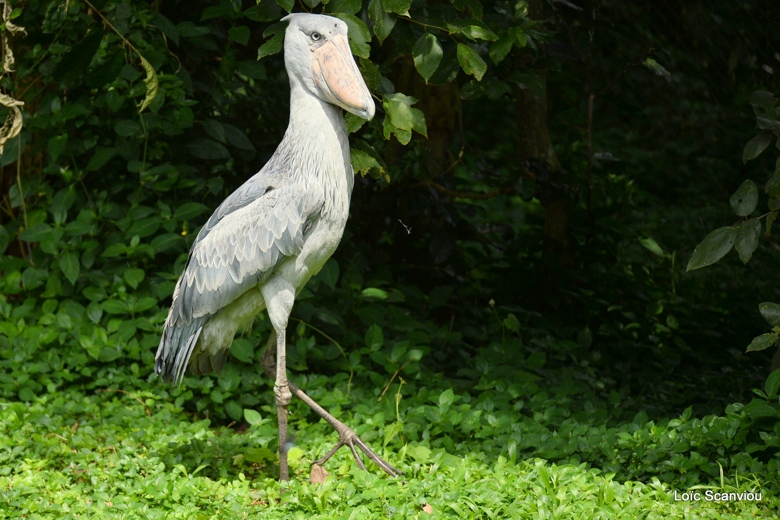 Bec-en-sabot/Shoebill (2)