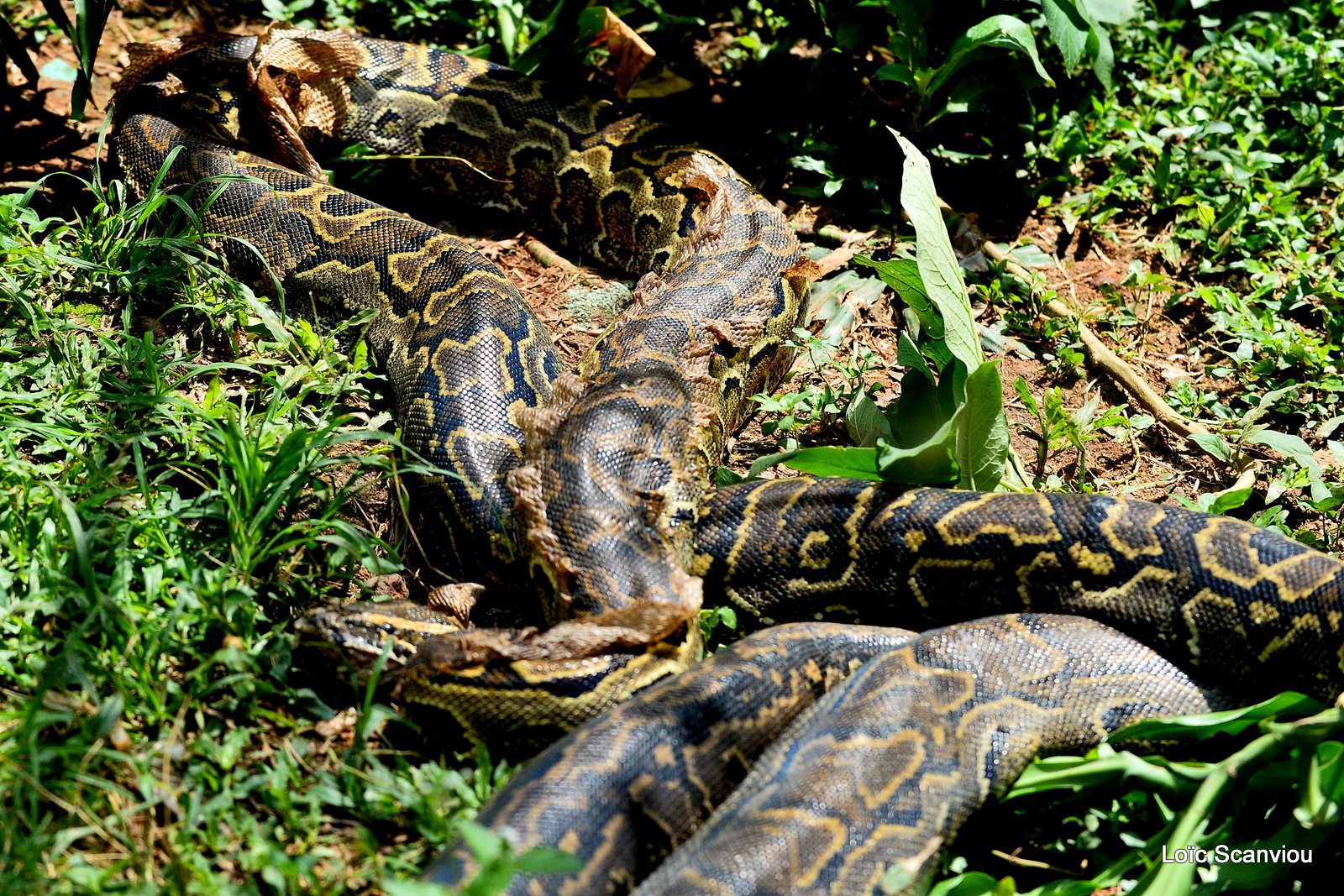 Python de Seba/African Rock Python (2)
