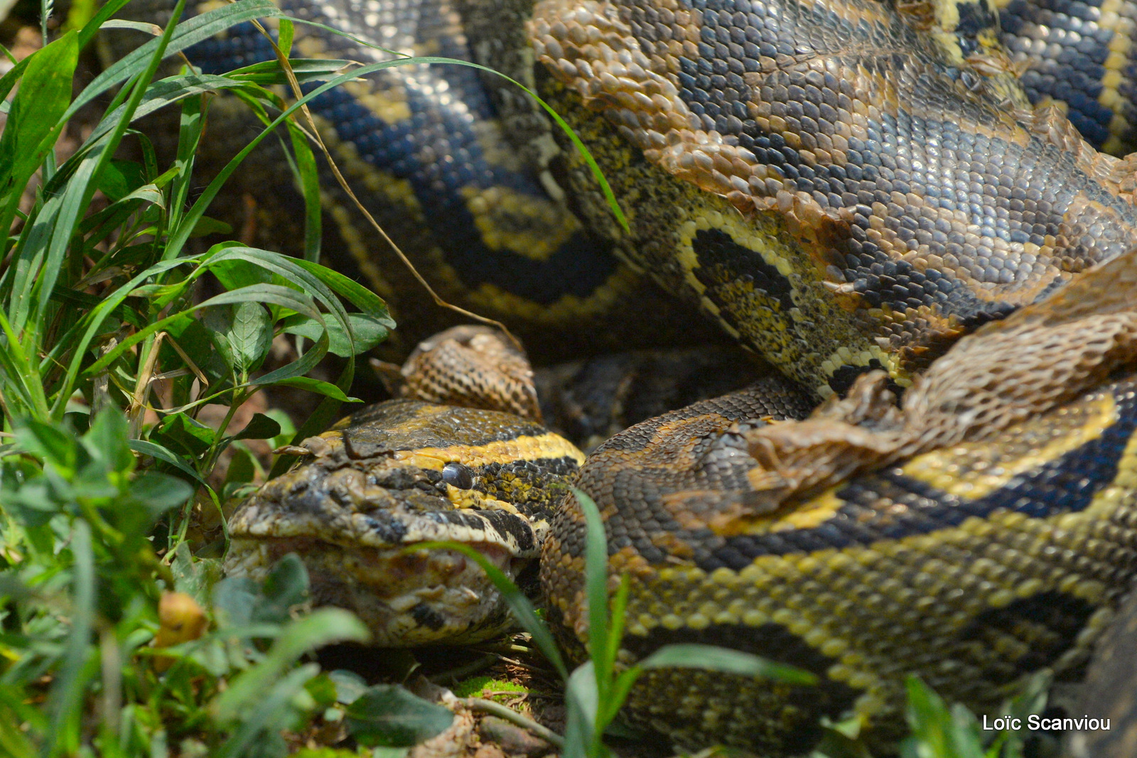 Python de Seba/African Rock Python (3)