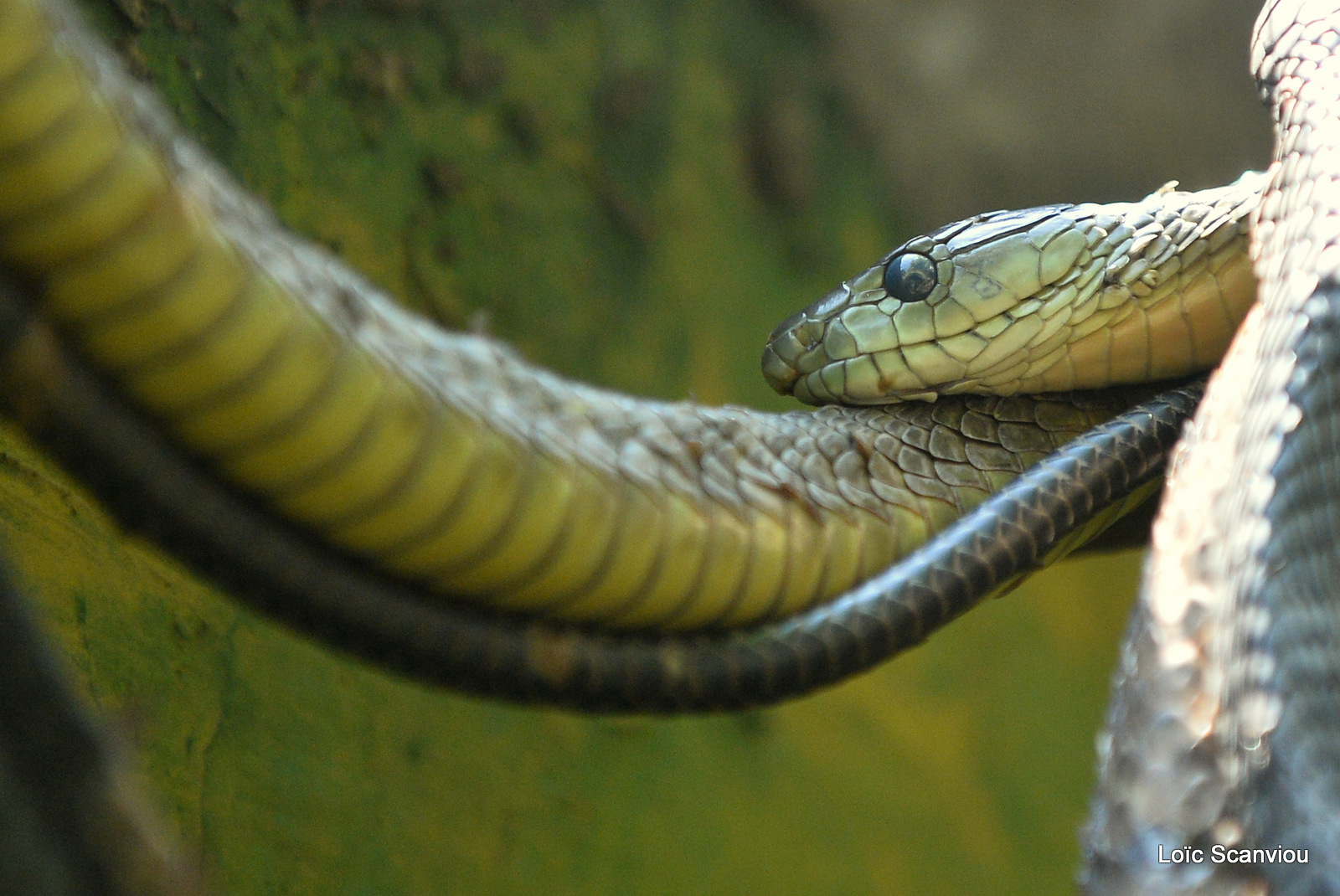 Mamba de Jameson/Jameson's Mamba (2)