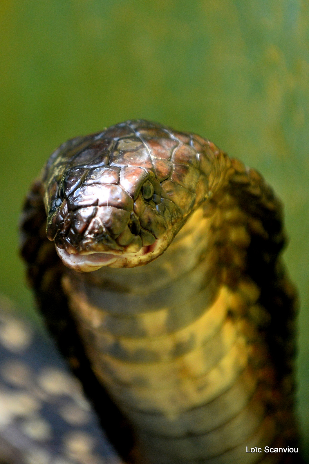 Cobra égyptien/Egyptian Cobra (1)