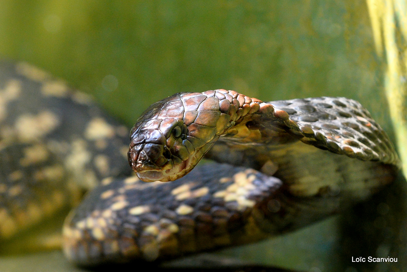 Cobra égyptien/Egyptian Cobra (2)