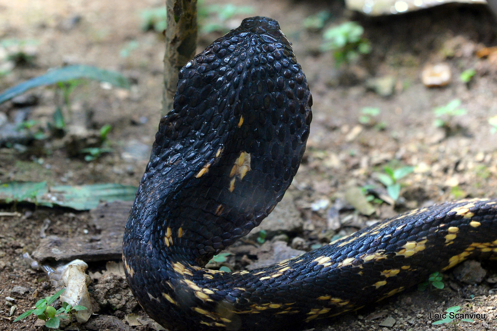 Cobra égyptien/Egyptian Cobra (3)