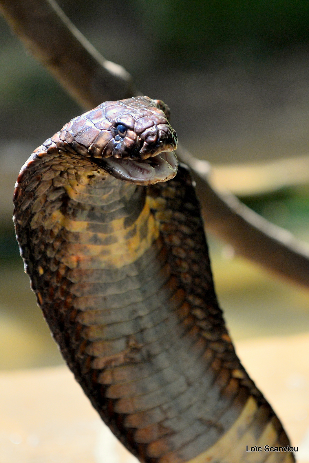 Cobra égyptien/Egyptian Cobra (4)